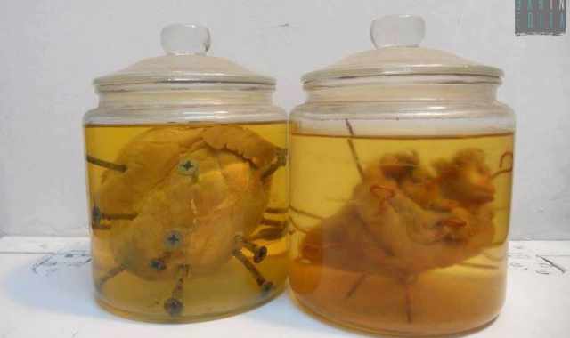 Bari, infilza i cuori di maiale e li mette sottovetro: Colpa della Chiesa